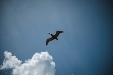 Bird flying by