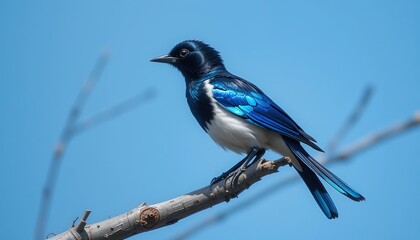 Obraz premium Majestic Magpie on Azure Branch - Iridescent Wings