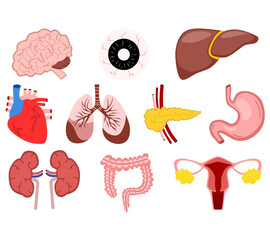 Illustration of human organs including heart, brain, lungs, stomach, liver, kidneys, and intestines. Ideal for medical, educational, and healthcare designs.