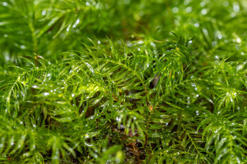 Pyrrhobryum spiniforme，Pyrrhobryum is a genus of mosses belonging to the family Rhizogoniaceae. Manoa Cliff Trailhead，Honolulu, Oahu, Hawaii


