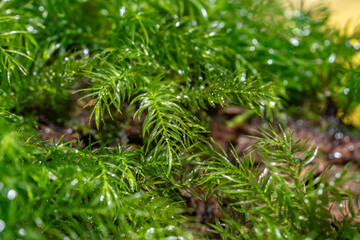 Pyrrhobryum spiniforme，Pyrrhobryum is a genus of mosses belonging to the family Rhizogoniaceae. Manoa Cliff Trailhead，Honolulu, Oahu, Hawaii


