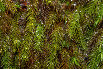 Pyrrhobryum spiniforme，Pyrrhobryum is a genus of mosses belonging to the family Rhizogoniaceae. Manoa Cliff Trailhead，Honolulu, Oahu, Hawaii


