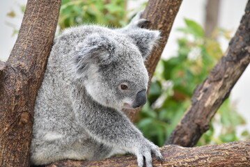 Obraz premium 動物園の人気者コアラ