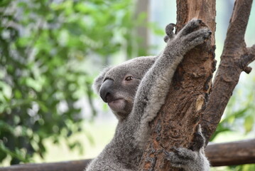 動物園の人気者コアラ