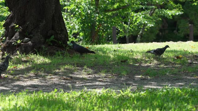 Sunlight spills over the woodland meadow: A flock of pigeons forages leisurely, with old trees and greenery interweaving into a small natural ecological scene.