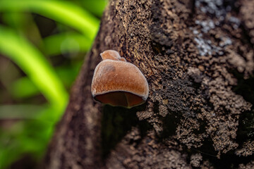 Auricularia cornea, also known as cloud ear, is a species of fungus in the order Auriculariales. Manoa Cliff Trailhead，Honolulu, Oahu, Hawaii
