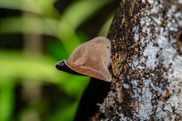 Auricularia cornea, also known as cloud ear, is a species of fungus in the order Auriculariales. Manoa Cliff Trailhead，Honolulu, Oahu, Hawaii