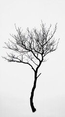 Obraz premium Bare tree silhouette against a light background