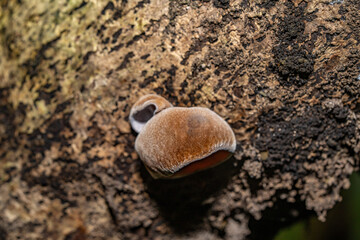 Auricularia cornea, also known as cloud ear, is a species of fungus in the order Auriculariales. Manoa Cliff Trailhead，Honolulu, Oahu, Hawaii