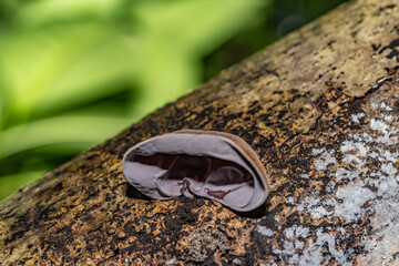 Auricularia cornea, also known as cloud ear, is a species of fungus in the order Auriculariales. Manoa Cliff Trailhead，Honolulu, Oahu, Hawaii