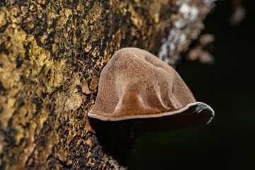 Auricularia cornea, also known as cloud ear, is a species of fungus in the order Auriculariales. Manoa Cliff Trailhead，Honolulu, Oahu, Hawaii