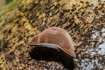 Auricularia cornea, also known as cloud ear, is a species of fungus in the order Auriculariales. Manoa Cliff Trailhead，Honolulu, Oahu, Hawaii