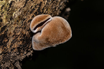 Auricularia cornea, also known as cloud ear, is a species of fungus in the order Auriculariales. Manoa Cliff Trailhead，Honolulu, Oahu, Hawaii