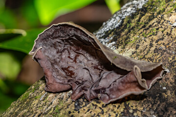 Auricularia cornea, also known as cloud ear, is a species of fungus in the order Auriculariales. Manoa Cliff Trailhead，Honolulu, Oahu, Hawaii