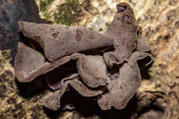 Auricularia cornea, also known as cloud ear, is a species of fungus in the order Auriculariales. Manoa Cliff Trailhead，Honolulu, Oahu, Hawaii