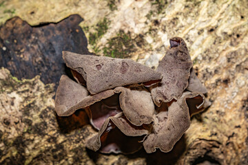 Auricularia cornea, also known as cloud ear, is a species of fungus in the order Auriculariales. Manoa Cliff Trailhead，Honolulu, Oahu, Hawaii