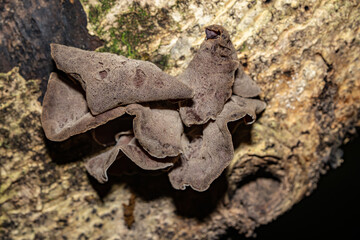 Auricularia cornea, also known as cloud ear, is a species of fungus in the order Auriculariales. Manoa Cliff Trailhead，Honolulu, Oahu, Hawaii