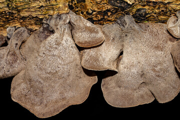 Auricularia cornea, also known as cloud ear, is a species of fungus in the order Auriculariales. Manoa Cliff Trailhead，Honolulu, Oahu, Hawaii