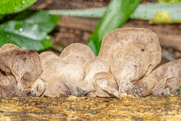 Auricularia cornea, also known as cloud ear, is a species of fungus in the order Auriculariales. Manoa Cliff Trailhead，Honolulu, Oahu, Hawaii