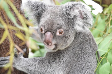 動物園の人気者コアラ