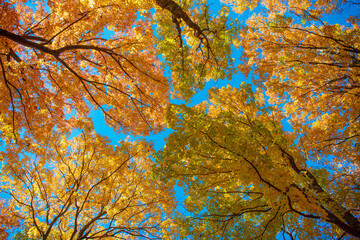 Autumn season. Fall leaves change color. Nature fall weather. Seasonal forest. Natural fallen...