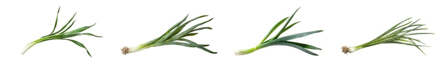 Fototapeta premium Stages of spring onion growth displayed isolated on transparent background