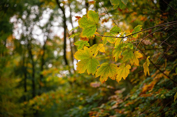 Nature colors