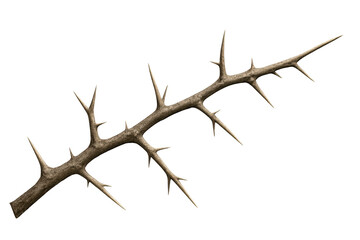 Close-up of a dry branch featuring prominent thorns, isolated on a transparent background, ideal for nature-themed compositions
