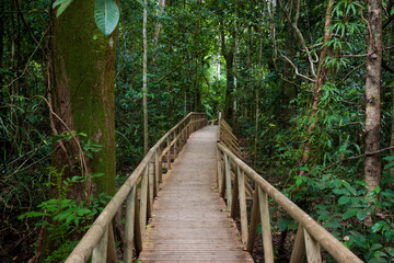 Fototapeta premium Wooden Bridge Walkway Winds through the Costa Rican Rainforest