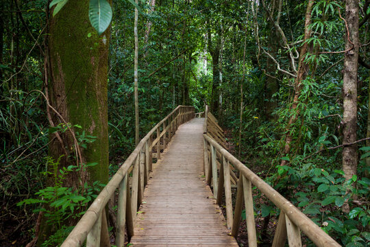 Wooden Bridge Walkway Winds through the Costa Rican Rainforest