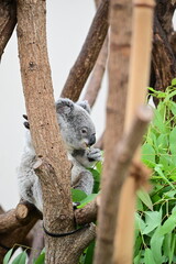 動物園の人気者コアラ