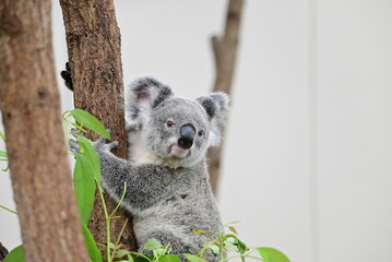 Obraz premium 動物園の人気者コアラ
