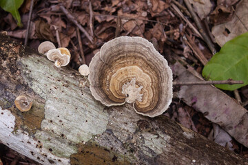 Mushroom Forms on a Decomposing Log in the Costa Rican Rainforest