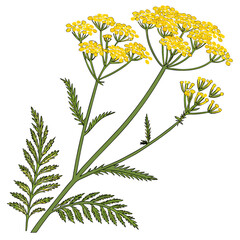 yellow yarrow