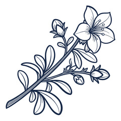 Fototapeta premium black and white purslane