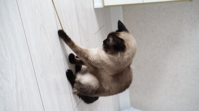 Playful siamese cat engages with wand toy on wooden floor in bright home setting.