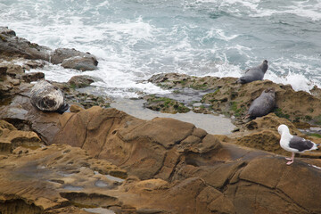 Seals and a Slaty blacked gull at a Nice beach at the shore of the Pacific Ocean view point in La...