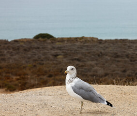 California Gull at Las Flores view point in Interstate 405, California, United States