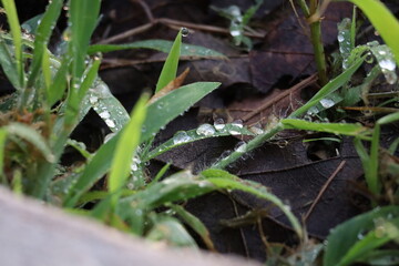 blades of grass with the morning dew