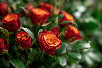 Vibrant red and orange roses in natural light