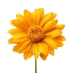 A vibrant yellow gerber daisy, a beautiful solitary bloom, stands out against a clean white background