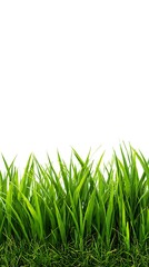 Fototapeta premium Lush Green Grass Against White Background, Perfect for Mockups, Texture, and Summer Themes