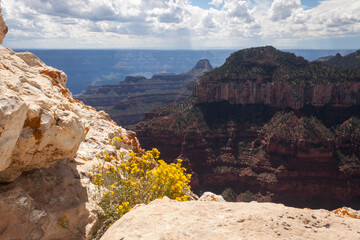 View of Grand Canyon National Park South Rim Framed by Yellow Flowers and Rock