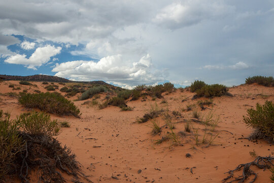 Low Angle View of Coral Pink Sand Dunes State Park Utah