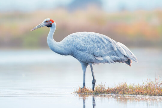 A wild brolga (Grus rubicunda) wading peacefully in a shallow lagoon under soft twilight hues, Australia