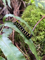 larva de noctuidae black and yellow caterpillar walking across a pile of fresh green grass