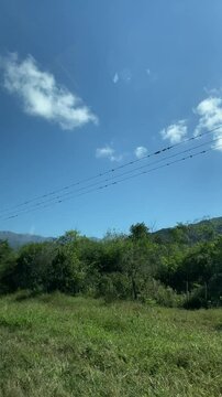 Dense forest in the Yungas (hot tropical valleys) in the province of Salta in Argentina. 