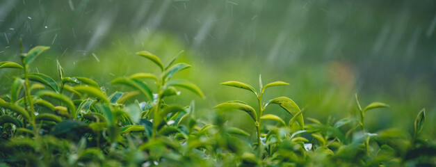 Banner Green tea tree field Garden watering agriculture. Organic farm tender bud herbal Green tea...