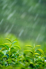 Vertical Green tea tree field Garden water hose landscape. Organic farm tender bud herbal Green tea...