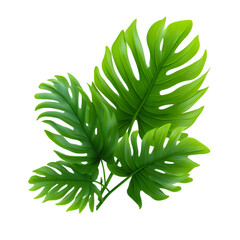 Realistic tropical leaves on a transparent background.